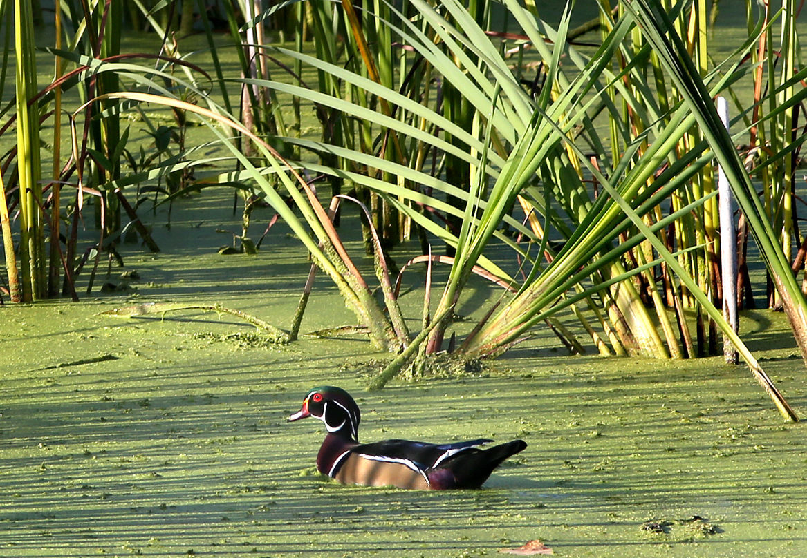 Wildlife in the La Crosse River marsh